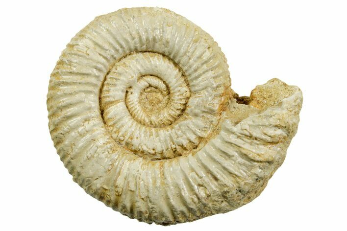 Jurassic Ammonite (Perisphinctes) Fossil - France #363588